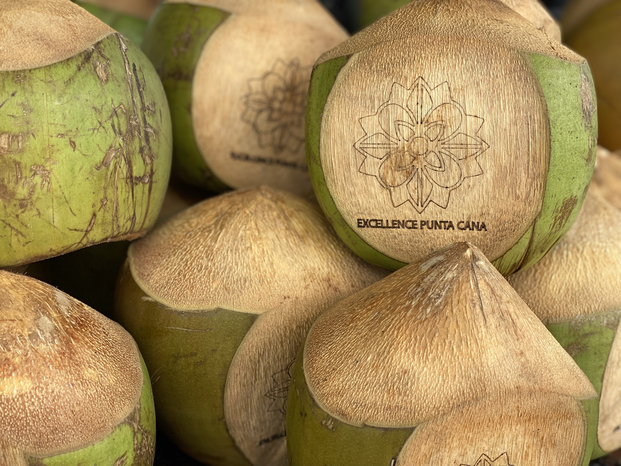 A group of cocunuts in the Caribbean marked with the symbol of Excellence Punta Cana A group of cocunuts in the Caribbean marked with the symbol of Excellence Punta Cana