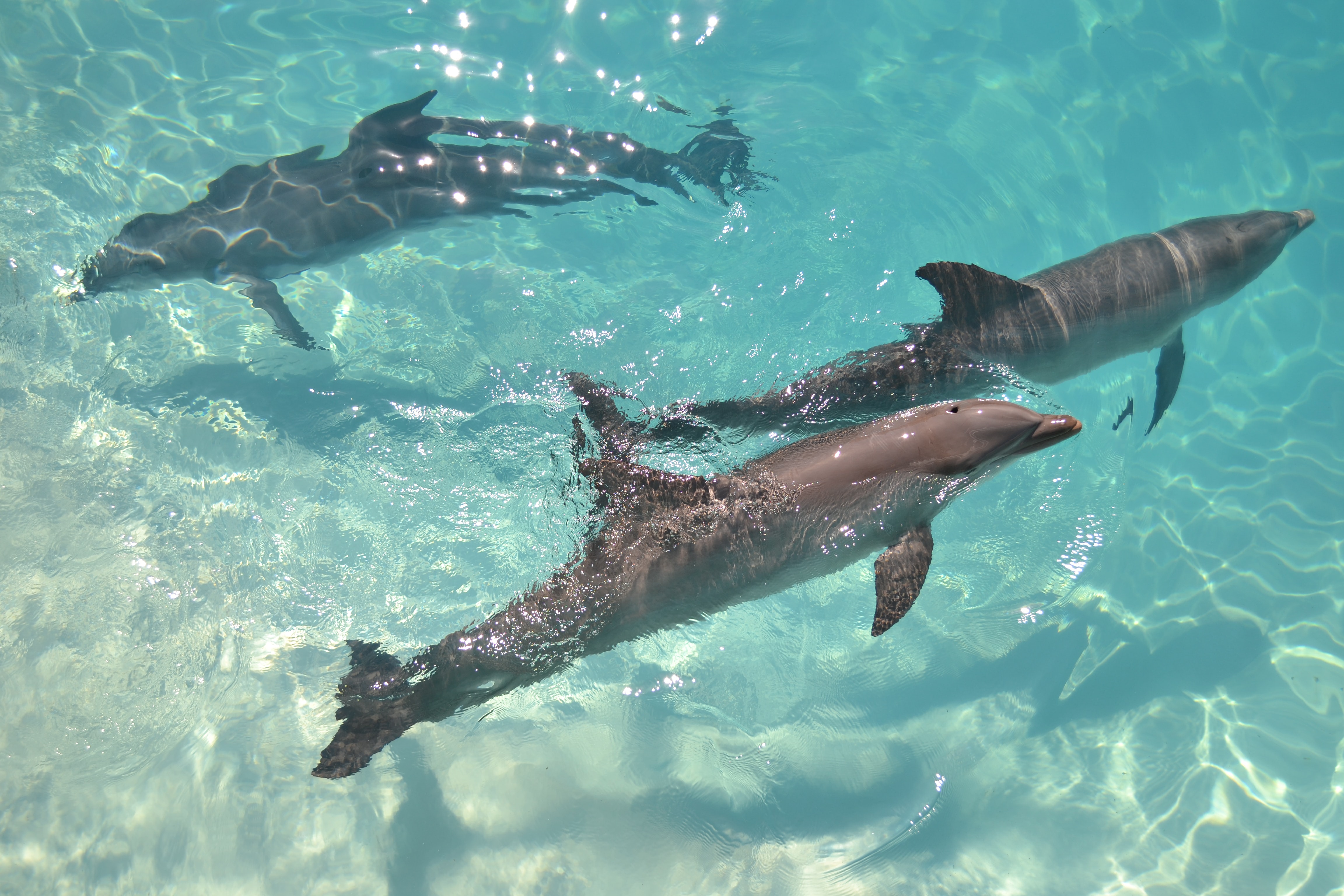 Three doplhins in Punta Cana swimming in the ocean Three doplhins in Punta Cana swimming in the ocean