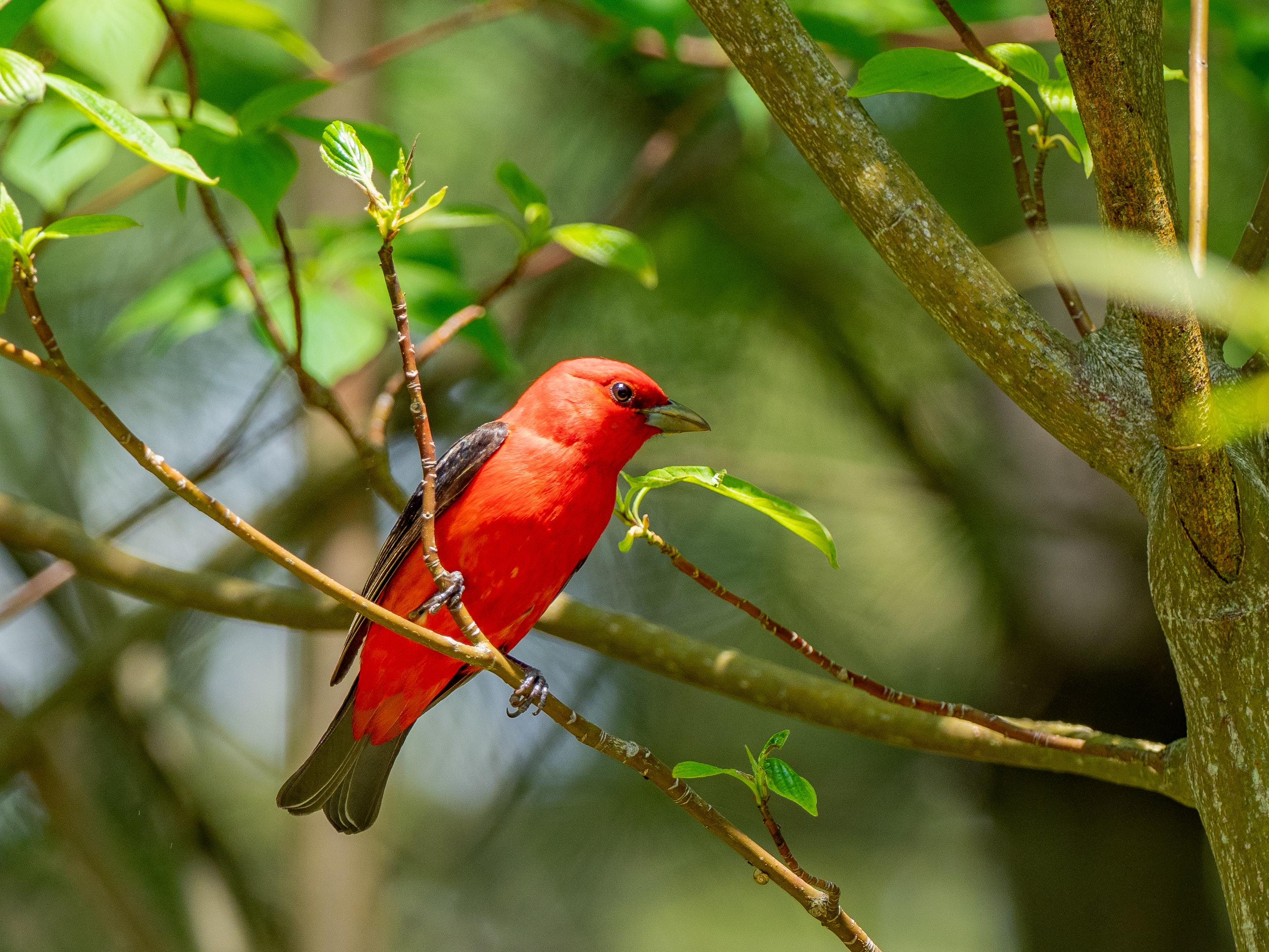 Scarlet Tanager bird in a tropical tree in the Caribbean Scarlet Tanager bird in a tropical tree in the Caribbean