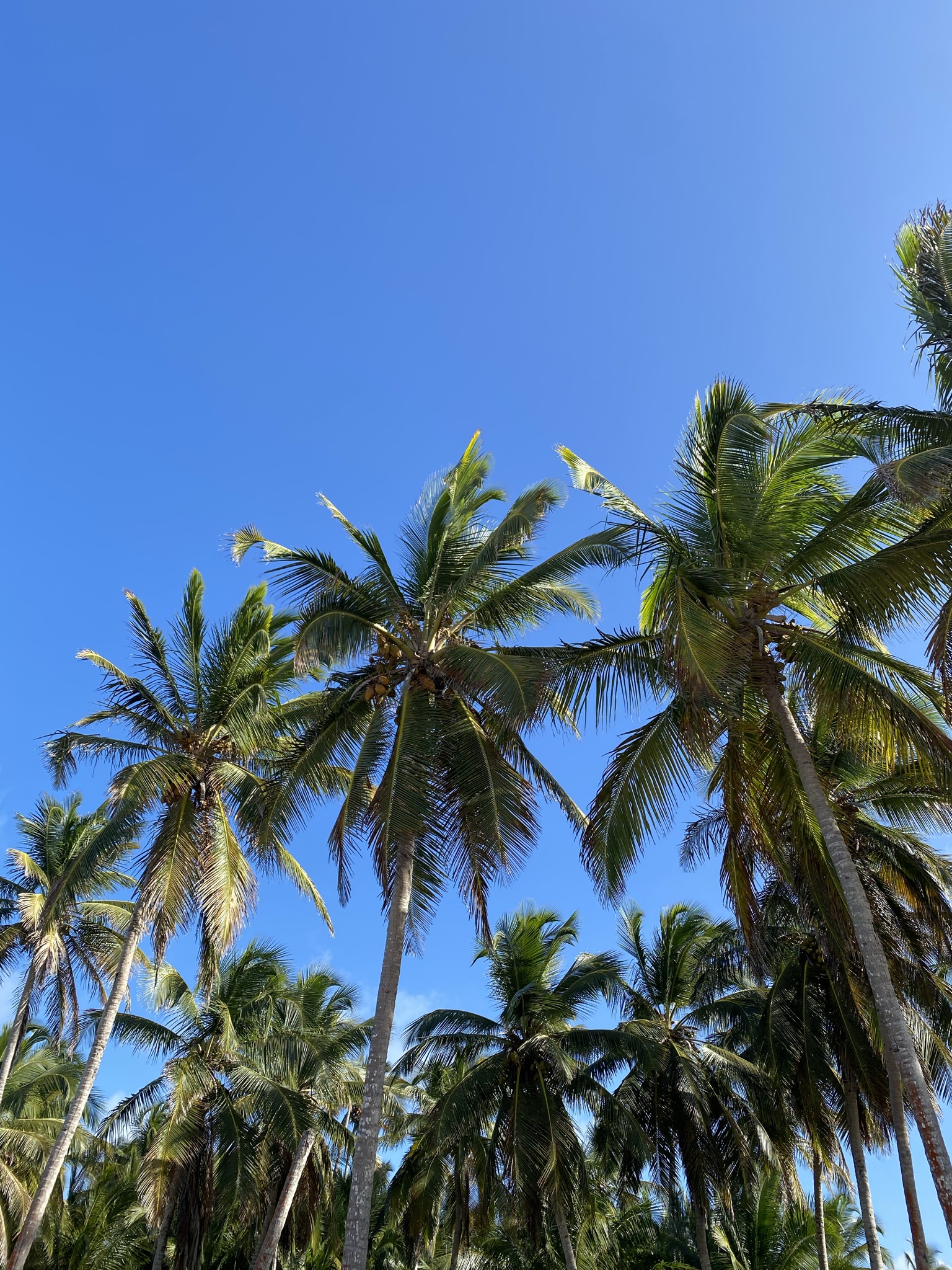 The Most Interesting Facts You Should Know About The Dominican Republic